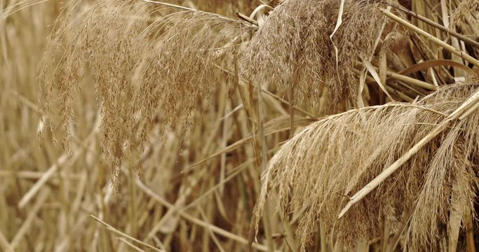 pennacchi di canne mossi da una brezza primaverile2
