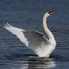 Mute Swan, cygnus olor