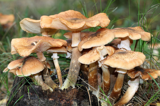 Armillaria mushrooms mushrooms