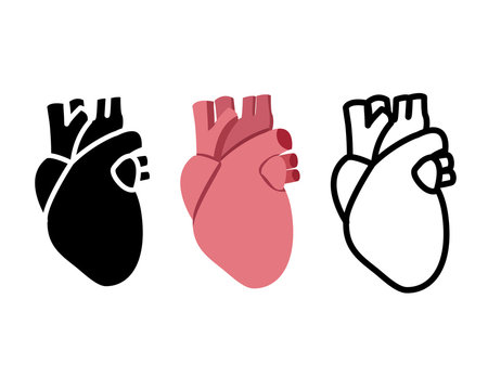 Real human heart in flat style, vector