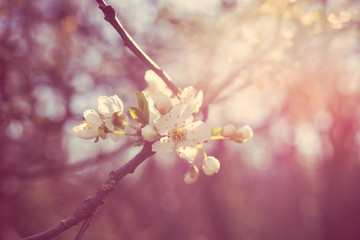 apricot tree flowers
