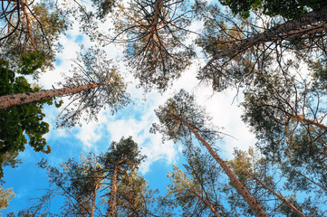 Tall pine tree tops against blue sky and white clouds