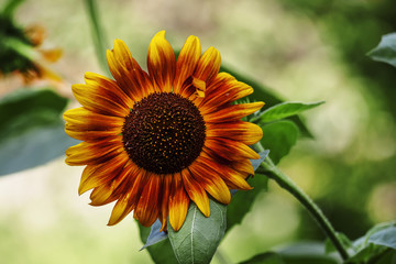 Summer green background with blooming sunflowers, blurred behind