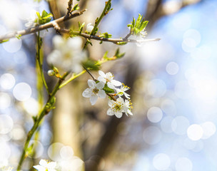 Spring tree blossom blooming, beautiful spring flowers