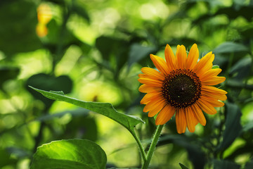 Summer green background with blooming sunflowers, blurred behind