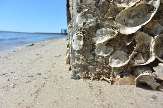 Sea Wall