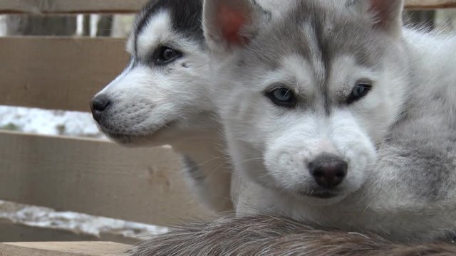 Two Husky Puppy Looking Around. Fluffy adorable dog breed husky puppies sitting and watching

