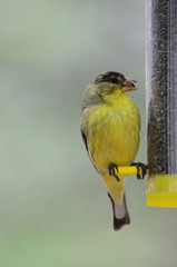 Southwest USA Beautiful Yellow and Black Male Lesser Goldfinch are bright yellow below with glossy black cap white patches in wings, they have a black tail white corners.