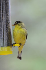 Southwest USA Beautiful Yellow and Black Male Lesser Goldfinch are bright yellow below with glossy black cap white patches in wings, they have a black tail white corners.