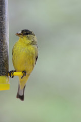 Southwest USA Beautiful Yellow and Black Male Lesser Goldfinch are bright yellow below with glossy black cap white patches in wings, they have a black tail white corners.