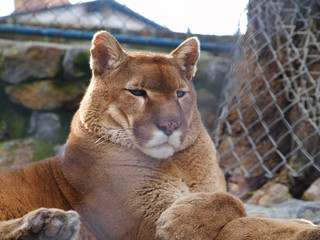 Cougar portrait shot