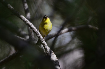 Southwest USA Beautiful Yellow and Black Male Lesser Goldfinch are bright yellow below with glossy black cap white patches in wings, they have a black tail white corners.