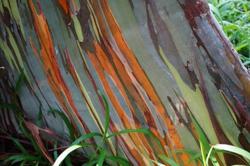 Painted eucalyptus tree on the Road to Hana in Maui, Hawaii
