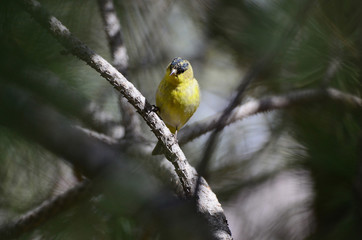 Southwest USA Beautiful Yellow and Black Male Lesser Goldfinch are bright yellow below with glossy black cap white patches in wings, they have a black tail white corners.