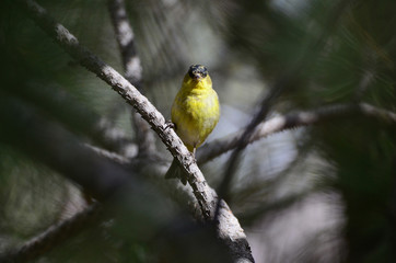 Southwest USA Beautiful Yellow and Black Male Lesser Goldfinch are bright yellow below with glossy black cap white patches in wings, they have a black tail white corners.
