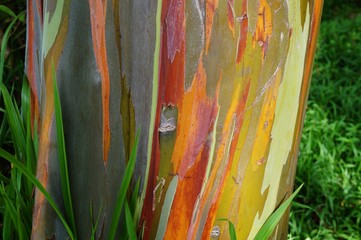 Painted eucalyptus tree on the Road to Hana in Maui, Hawaii