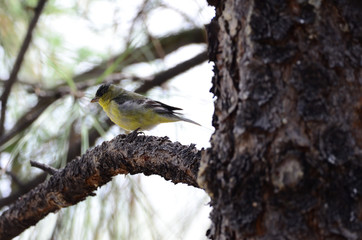 Southwest USA Beautiful Yellow and Black Male Lesser Goldfinch are bright yellow below with glossy black cap white patches in wings, they have a black tail white corners.
