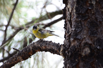 Southwest USA Beautiful Yellow and Black Male Lesser Goldfinch are bright yellow below with glossy black cap white patches in wings, they have a black tail white corners.