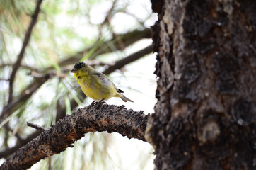 Southwest USA Beautiful Yellow and Black Male Lesser Goldfinch are bright yellow below with glossy black cap white patches in wings, they have a black tail white corners.