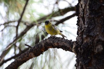 Southwest USA Beautiful Yellow and Black Male Lesser Goldfinch are bright yellow below with glossy black cap white patches in wings, they have a black tail white corners.