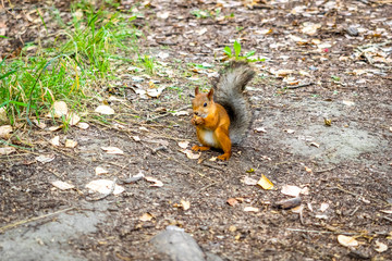 squirrel in the park