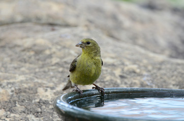 Southwest USA Beautiful Pale Olive Yellow Female Lesser Goldfinch dull yellow underparts, and black wings marked whitish wing. With short, pointed gray bill