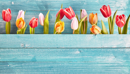 Still life border of colorful fresh spring tulips