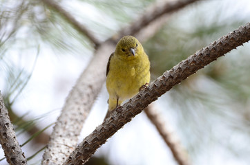 Southwest USA Beautiful Pale Olive Yellow Female Lesser Goldfinch dull yellow underparts, and black wings marked whitish wingbars. With short, pointed gray bill