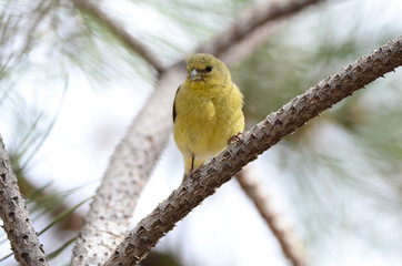 Southwest USA Beautiful Pale Olive Yellow Female Lesser Goldfinch dull yellow underparts, and black wings marked whitish wingbars. With short, pointed gray bill