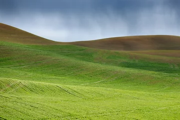 Wall murals Hill Growing wheat at the rolling hills farmland and rain. Palouse Hills in Washington, United State of America.
