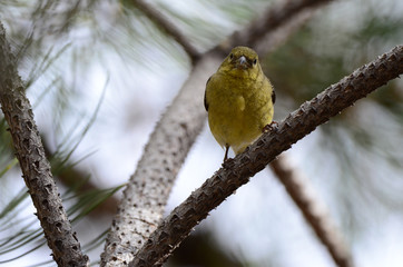 Southwest USA Beautiful Pale Olive Yellow Female Lesser Goldfinch dull yellow underparts, and black wings marked whitish wingbars. With short, pointed gray bill