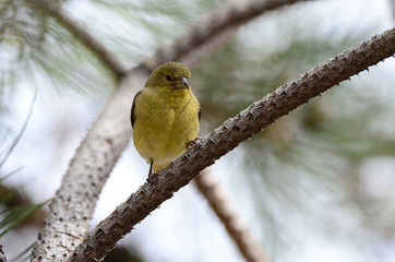 Southwest USA Beautiful Pale Olive Yellow Female Lesser Goldfinch dull yellow underparts, and black...