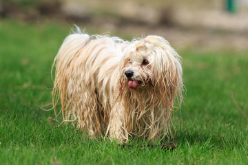 Havaneser Hund am Srand