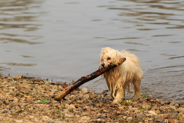 Havaneser Hund am Srand