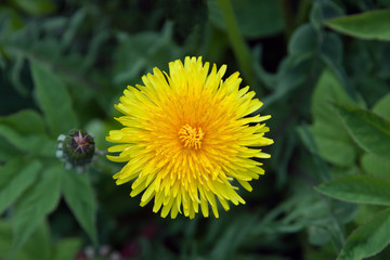Flower dandelion
