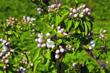 Buds of the garden cherry