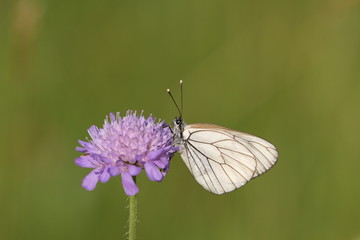 Weißer Schmetterling mit Schwarzem Muster.