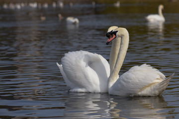 Mute Swan, cygnus olor
