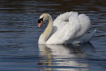 Mute Swan, cygnus olor