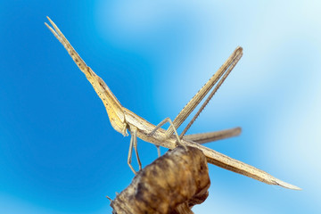 A juvenile slant faced grasshopper