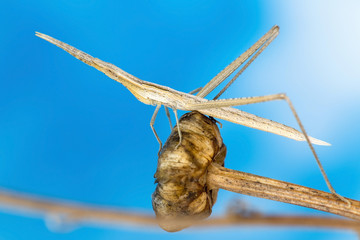 A juvenile slant faced grasshopper