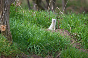Hermelin (Mustela erminea) in freier Wildbahn