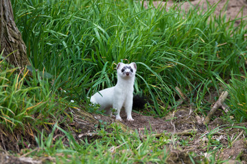 Hermelin (Mustela erminea) in freier Wildbahn