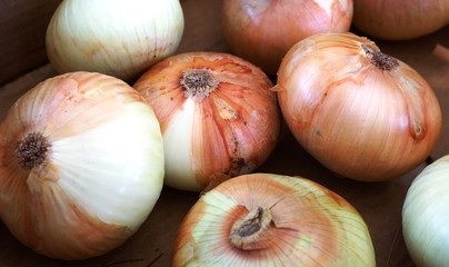 Fresh sweet Maui onions