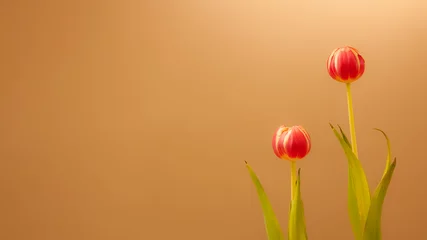 Gordijnen Twee tulpen © JoveImages