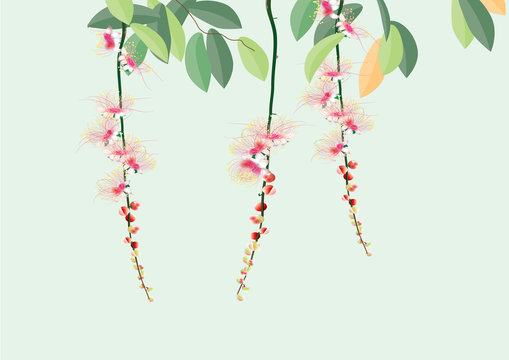 barringtonia flowers  ,pink flowers  with leaves on white background  vector illustration