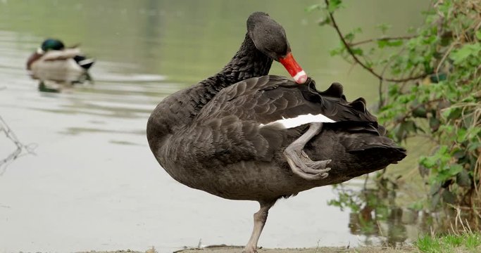 4k splendido esemplare di cigno nero si fa la toilette su una zampa sola