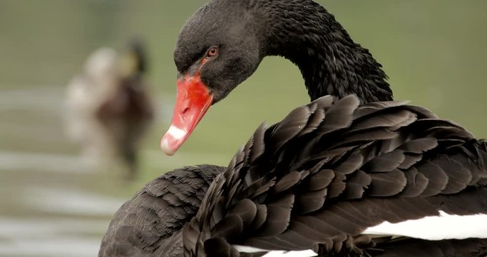 4k splendido esemplare di cigno nero si fa la toilette