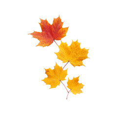 Naklejka na ściany i meble Autumn. golden leaves maple isolated.