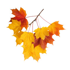 Autumn. golden leaves maple isolated.